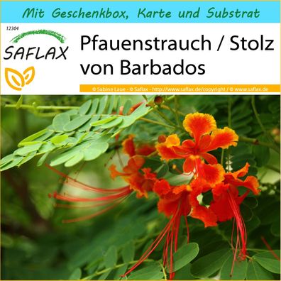 SAFLAX Geschenk Set - Pfauenstrauch / Stolz von Barbados - Caesalpinia - 10 Samen