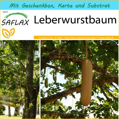 SAFLAX Geschenk Set - Leberwurstbaum - Kigelia - 10 Samen