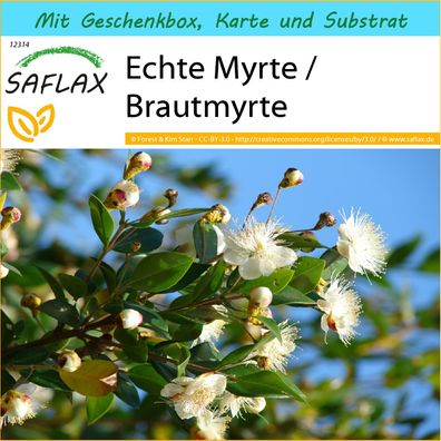 SAFLAX Geschenk Set - Echte Myrte / Brautmyrte - Myrtus - 30 Samen