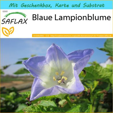SAFLAX Geschenk Set - Blaue Lampionblume - Nicandra - 100 Samen