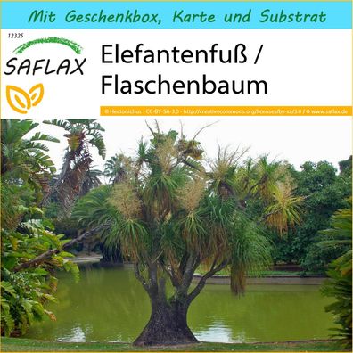 SAFLAX Geschenk Set - Elefantenfuß / Flaschenbaum - Beaucarnea - 10 Samen