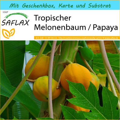 SAFLAX Geschenk Set - Tropischer Melonenbaum / Papaya - Carica - 30 Samen