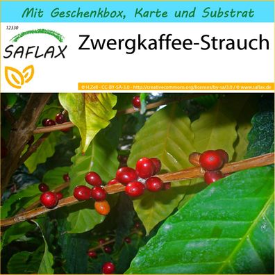SAFLAX Geschenk Set - Zwergkaffee-Strauch - Coffea - 8 Samen