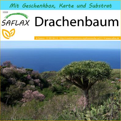 SAFLAX Geschenk Set - Drachenbaum - Dracaena - 5 Samen
