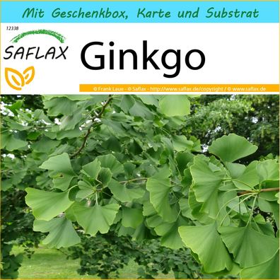 SAFLAX Geschenk Set - Ginkgo - Ginkgo - 4 Samen
