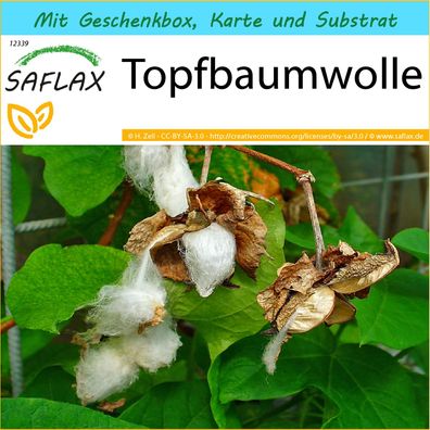 SAFLAX Geschenk Set - Topfbaumwolle - Gossypium - 12 Samen