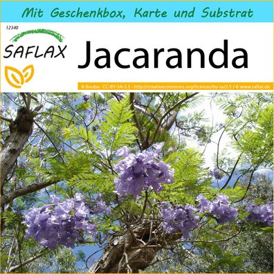 SAFLAX Geschenk Set - Jacaranda - Jacaranda - 50 Samen
