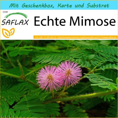 SAFLAX Geschenk Set - Echte Mimose - Mimosa - 70 Samen