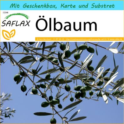 SAFLAX Geschenk Set - Ölbaum - Olea - 20 Samen