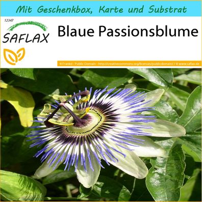 SAFLAX Geschenk Set - Blaue Passionsblume - Passiflora - 25 Samen