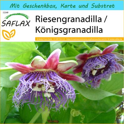 SAFLAX Geschenk Set - Riesengranadilla / Königsgranadilla - Passiflora - 12 Samen