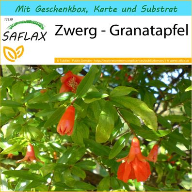 SAFLAX Geschenk Set - Zwerg - Granatapfel - Punica - 50 Samen