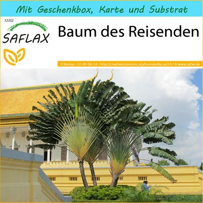 SAFLAX Geschenk Set - Baum des Reisenden - Ravenala - 8 Samen