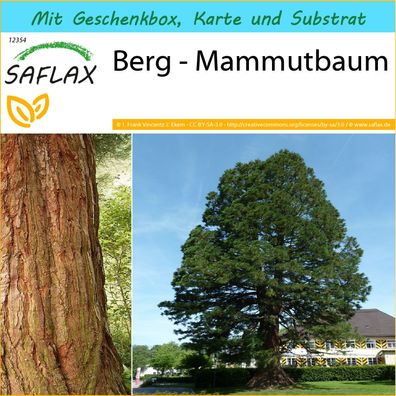 SAFLAX Geschenk Set - Berg - Mammutbaum - Sequoiadendron - 50 Samen