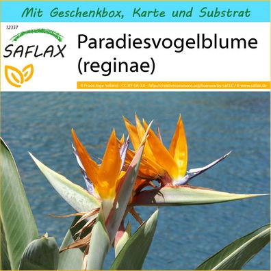 SAFLAX Geschenk Set - Paradiesvogelblume (reginae) - Strelitzia - 5 Samen