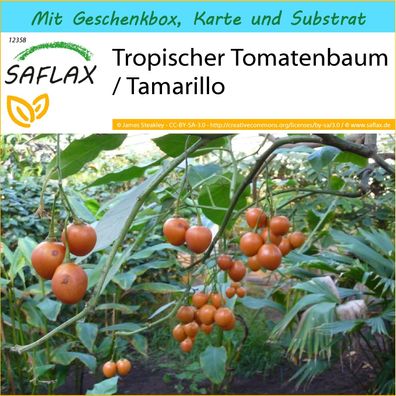 SAFLAX Geschenk Set - Tropischer Tomatenbaum / Tamarillo - Cyphomandra - 50 Samen