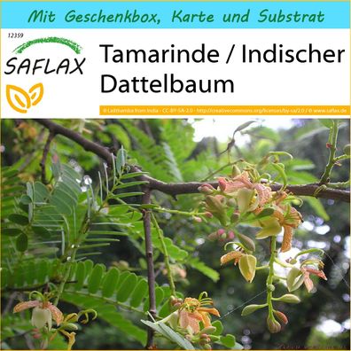 SAFLAX Geschenk Set - Tamarinde / Indischer Dattelbaum - Tamarindus - 4 Samen