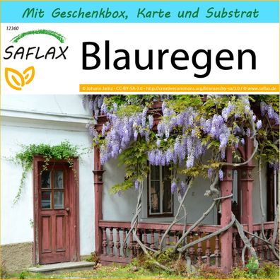 SAFLAX Geschenk Set - Blauregen - Wisteria - 4 Samen