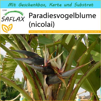 SAFLAX Geschenk Set - Paradiesvogelblume (nicolai) - Strelitzia - 5 Samen