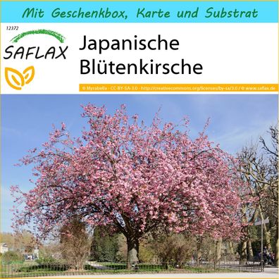 SAFLAX Geschenk Set - Japanische Blütenkirsche - Prunus - 30 Samen