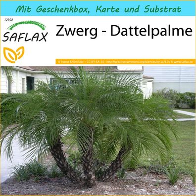 SAFLAX Geschenk Set - Zwerg - Dattelpalme - Phoenix - 25 Samen