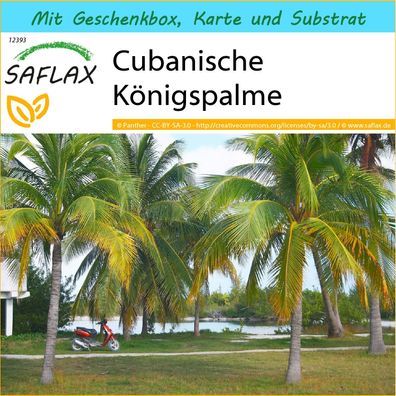 SAFLAX Geschenk Set - Cubanische Königspalme - Roystonia - 8 Samen