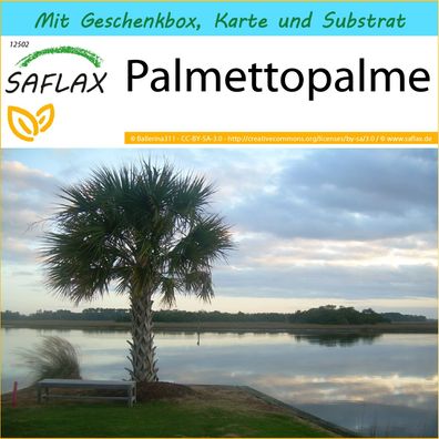 SAFLAX Geschenk Set - Palmettopalme - Sabal - 8 Samen