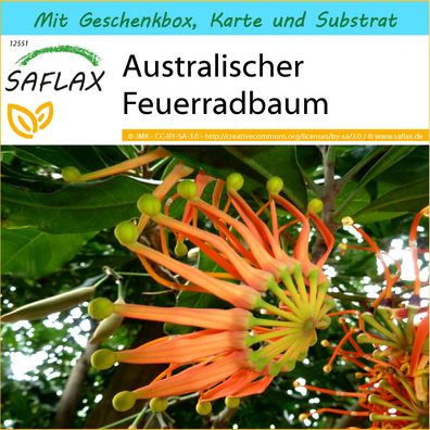 SAFLAX Geschenk Set - Australischer Feuerradbaum - Stenocarpus - 20 Samen