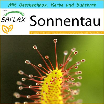 SAFLAX Geschenk Set - Sonnentau - Drosera - 200 Samen