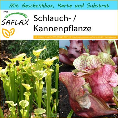 SAFLAX Geschenk Set - Schlauch- / Kannenpflanze - Sarracenia - 10 Samen