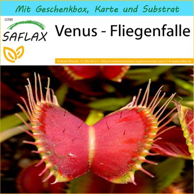 SAFLAX Geschenk Set - Venus - Fliegenfalle - Dionaea - 10 Samen
