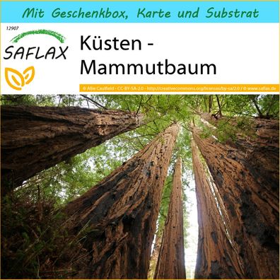 SAFLAX Geschenk Set - Küsten - Mammutbaum - Sequoia - 50 Samen