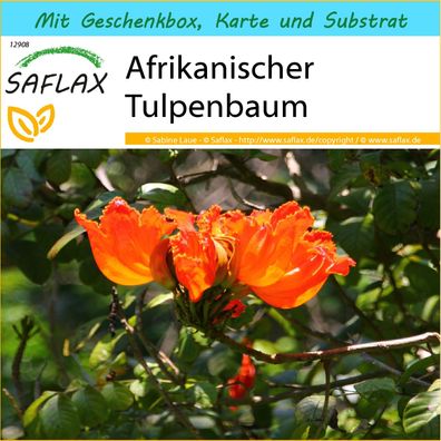 SAFLAX Geschenk Set - Afrikanischer Tulpenbaum - Spathodea - 30 Samen