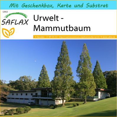 SAFLAX Geschenk Set - Urwelt - Mammutbaum - Metasequoia - 60 Samen