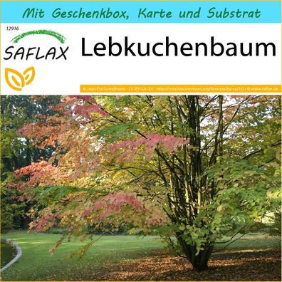 SAFLAX Geschenk Set - Lebkuchenbaum - Cercidiphyllum - 200 Samen