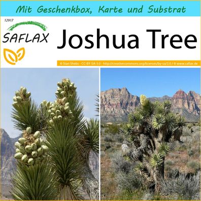 SAFLAX Geschenk Set - Joshua Tree - Yucca - 10 Samen