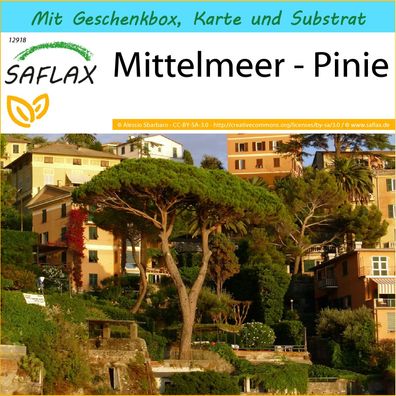 SAFLAX Geschenk Set - Mittelmeer - Pinie - Pinus - 6 Samen