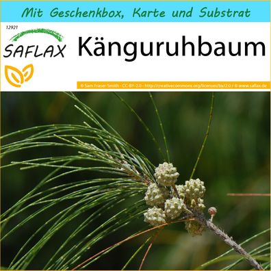 SAFLAX Geschenk Set - Känguruhbaum - Casuarina - 200 Samen