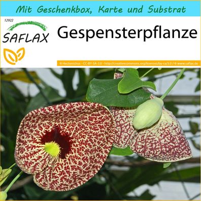 SAFLAX Geschenk Set - Gespensterpflanze - Aristolochia - 80 Samen