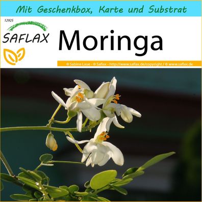 SAFLAX Geschenk Set - Moringa - Moringa - 10 Samen