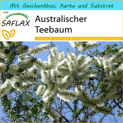 SAFLAX Geschenk Set - Australischer Teebaum - Melaleuca - 400 Samen