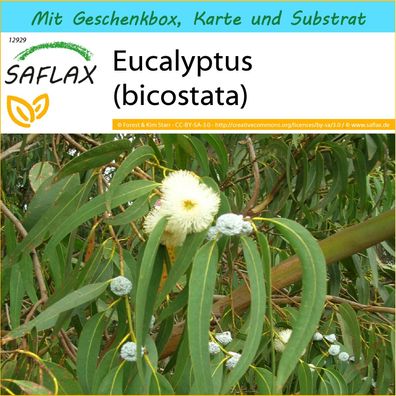 SAFLAX Geschenk Set - Eucalyptus (bicostata) - Eucalyptus - 100 Samen