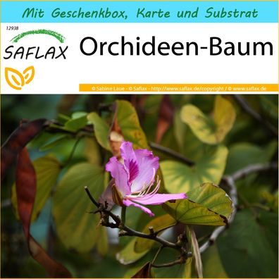 SAFLAX Geschenk Set - Orchideen-Baum - Bauhinia - 8 Samen