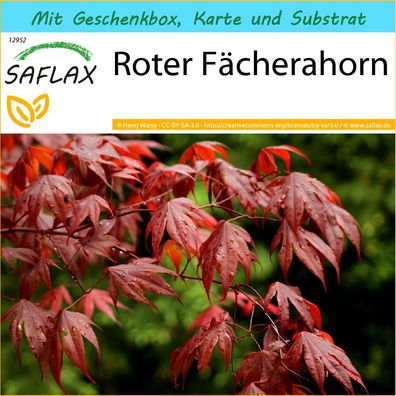 SAFLAX Geschenk Set - Roter Fächerahorn - Acer - 20 Samen