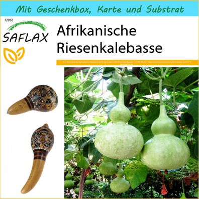 SAFLAX Geschenk Set - Afrikanische Riesenkalebasse - Lagenaria - 15 Samen