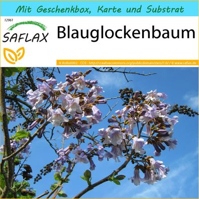 SAFLAX Geschenk Set - Blauglockenbaum - Paulownia - 200 Samen