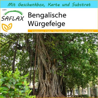 SAFLAX Geschenk Set - Bengalische Würgefeige - Ficus - 20 Samen