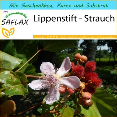 SAFLAX Geschenk Set - Lippenstift - Strauch - Bixa - 20 Samen