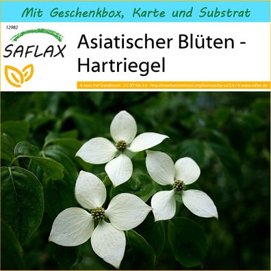 SAFLAX Geschenk Set - Asiatischer Blüten - Hartriegel - Cornus - 30 Samen
