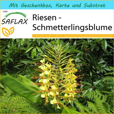 SAFLAX Geschenk Set - Riesen - Schmetterlingsblume - Hedychum - 10 Samen